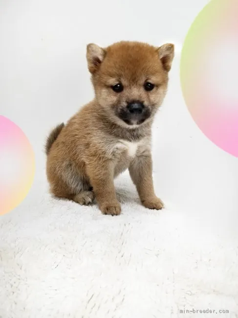 もみじ饅頭 様のお迎えした子犬