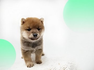 豆柴　1223 千葉県の豆柴｜男の子・赤色(親犬ID：3410)