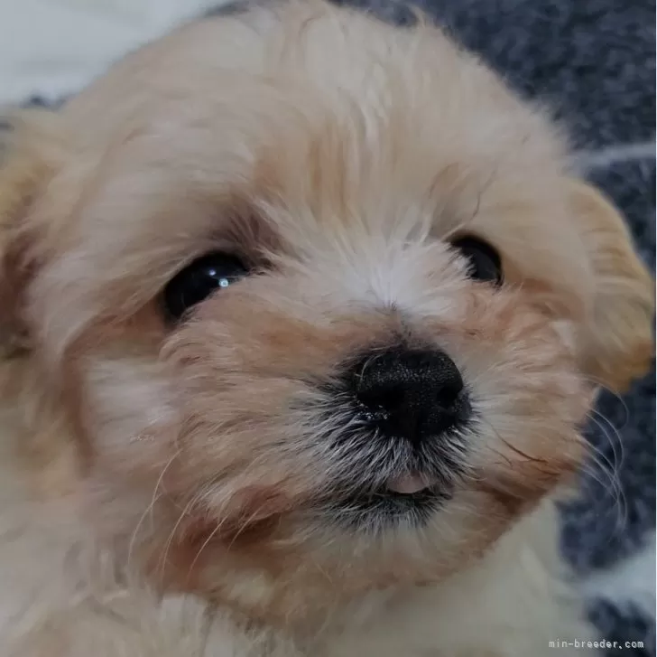 ID:2501-04826の子犬
