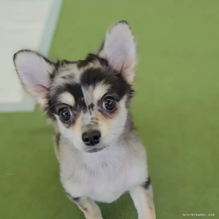 ID：2506-06737の子犬