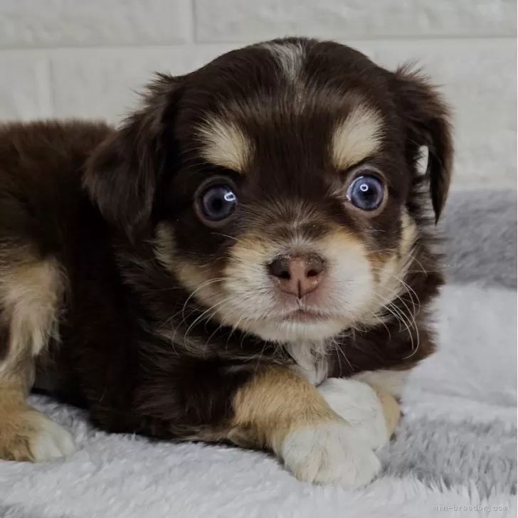 チワワ(ロング)【兵庫県・女の子・2025年1月23日・チョコレート、クリーム&amp;タン】の写真1