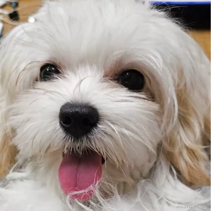 マルプー(マルチーズ×トイプードル)【兵庫県・女の子・2025年5月11日・アプリコット】の写真1