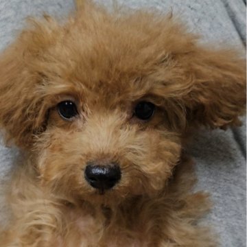 トイプードル(ティーカップ)【兵庫県・女の子・2024年11月24日・アプリコット】の写真「お値下げ中です！お問い合わせはお早めに！！」