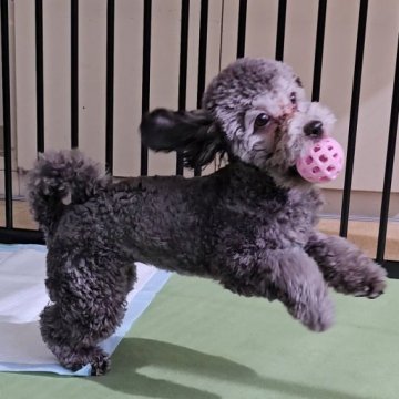 タイニープードル【兵庫県・女の子・2024年8月19日・シルバー】の写真「セール中です！お問い合わせはお早めに！！」