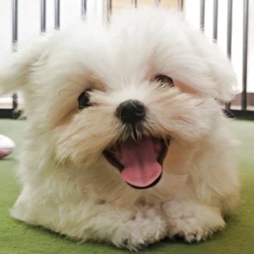 マルチーズ【兵庫県・女の子・2025年5月7日・ホワイト】の写真「お値下げ中です！お問い合わせはお早めに！！」