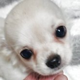 チワワ(ロング)