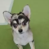 チワワ(ロング)