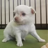 チワワ(ロング)