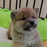 柴犬(標準サイズ)【兵庫県・女の子・2024年12月4日・赤毛】の写真1