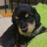 ミニチュアダックスフンド(ロング)