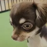 チワワ(ロング)