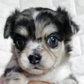 チワワ(ロング)