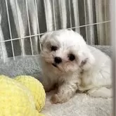 マルチーズ