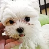 マルチーズ