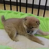 柴犬(標準サイズ)【兵庫県・女の子・2024年12月4日・赤毛】の写真2