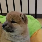 柴犬(標準サイズ)【兵庫県・女の子・2024年12月4日・赤毛】の写真4