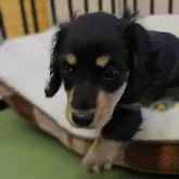 ミニチュアダックスフンド(ロング)【兵庫県・女の子・2025年9月1日・ブラック&タン】の写真5