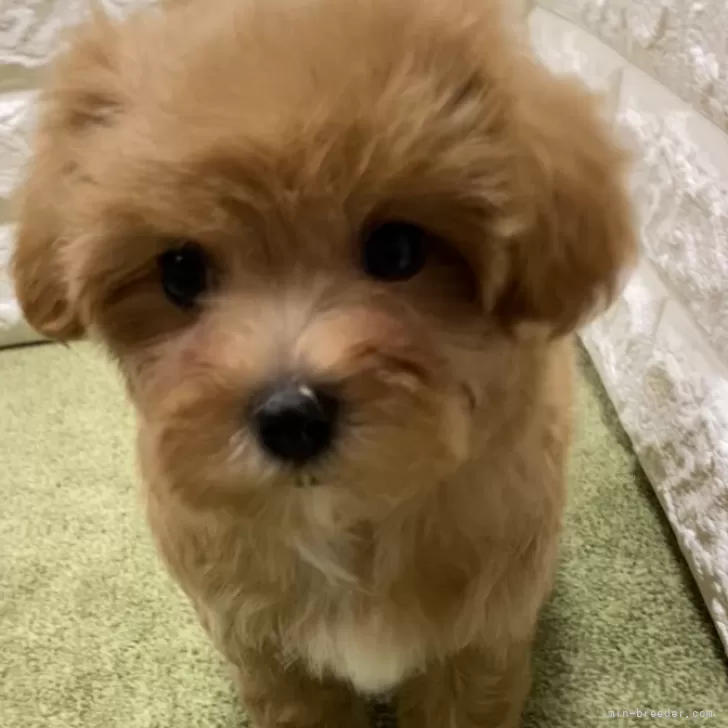 ID:2312-03146の子犬