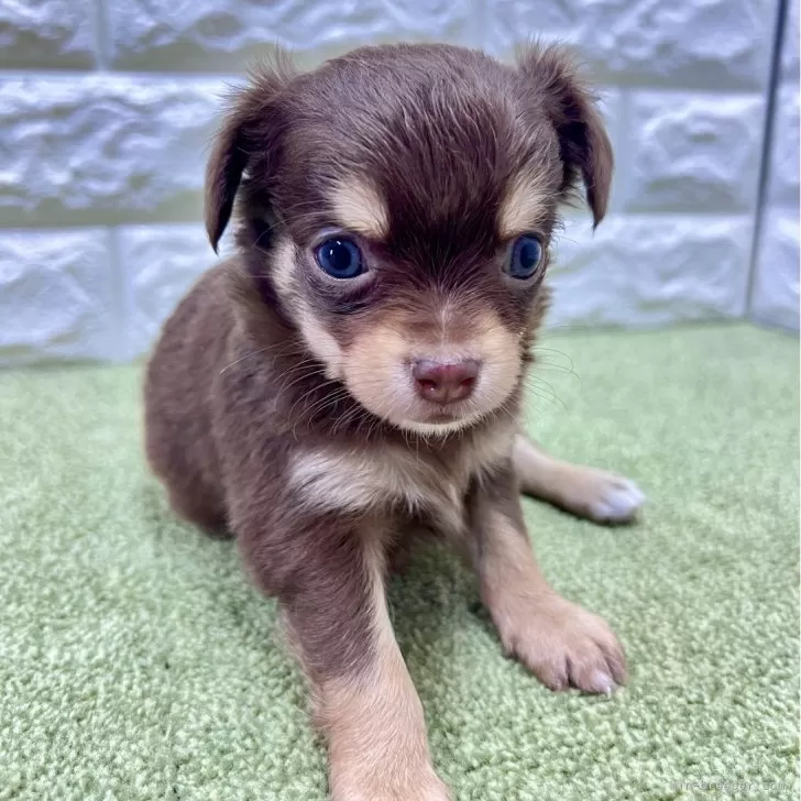 ID：2405-04746の子犬