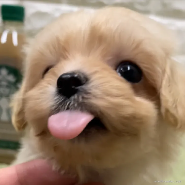 ID:2311-06599の子犬