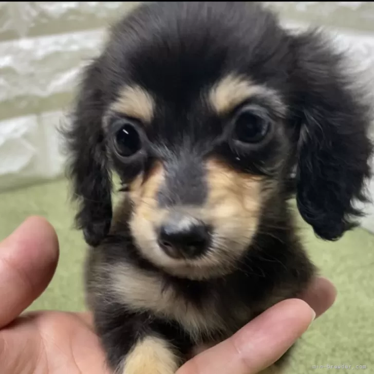 ID：2404-05978の子犬