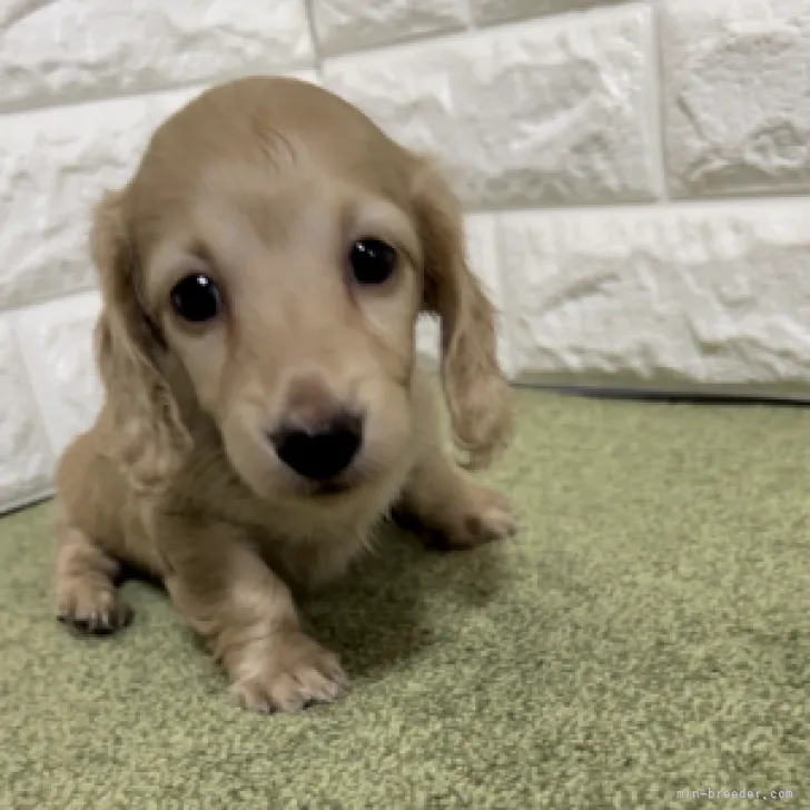 ID：2306-01711の子犬