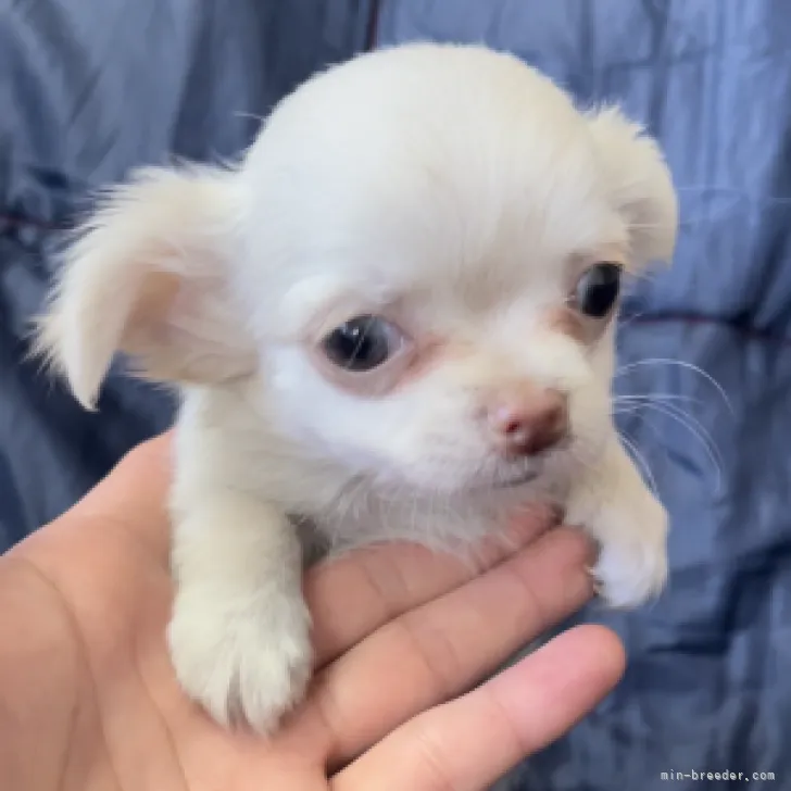 ID：2304-01760の子犬
