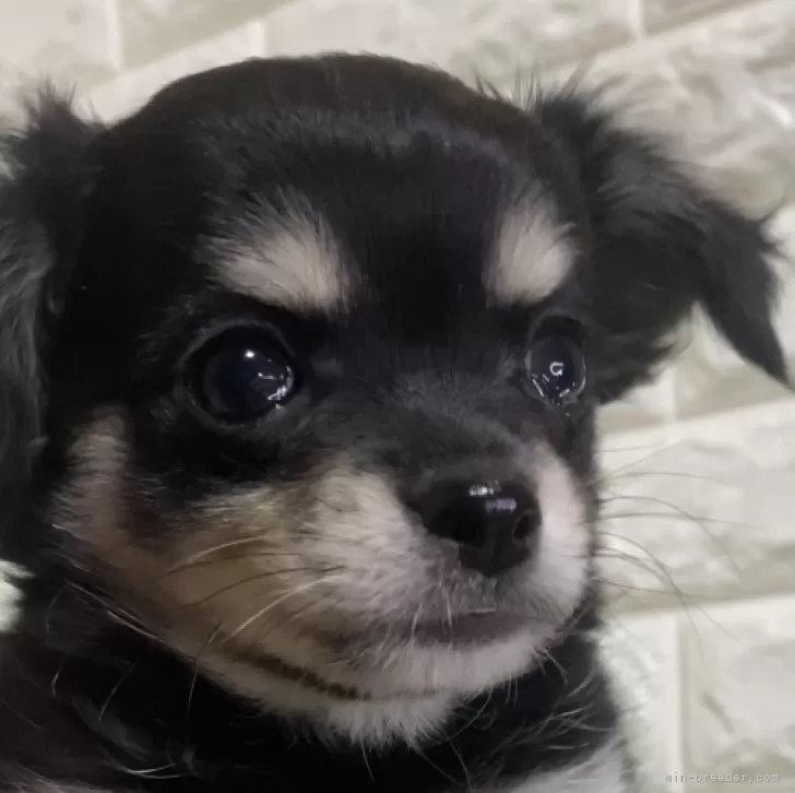 ID：2409-07584の子犬