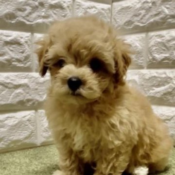 マルチーズ×トイプードル【兵庫県・女の子・2023年7月10日・アプリコット】の写真「可愛いお顔の女の子です！」