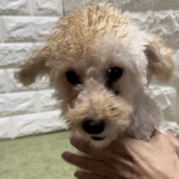 トイプードル(トイ)【兵庫県・男の子・2023年1月3日・アプリコット】の写真「元気いっぱいで可愛い男の子です！」