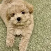 マルチーズ×トイプードル【兵庫県・女の子・2023年7月10日・アプリコット】の写真3