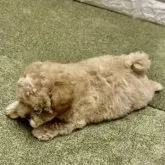 マルチーズ×トイプードル【兵庫県・女の子・2023年7月10日・アプリコット】の写真4