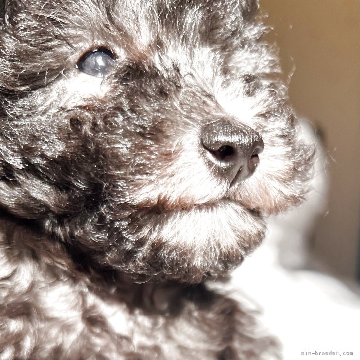 ブリーダー画像