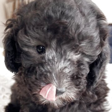 トイプードル(ティーカップ)【静岡県・男の子・2025年10月15日・シルバー】の写真「甘いマスクで癒し効果」