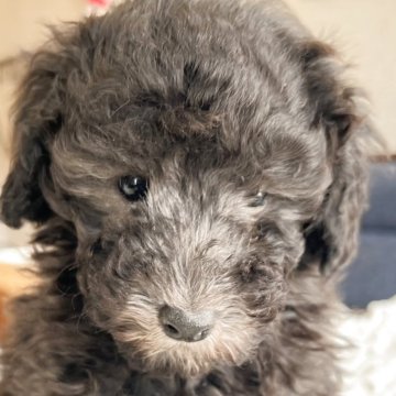 トイプードル(ティーカップ)【静岡県・男の子・2025年10月15日・シルバー】の写真「甘いマスクで癒し効果」