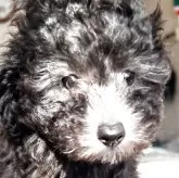 ティーカッププードル