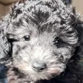 ティーカッププードル