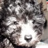 ティーカッププードル