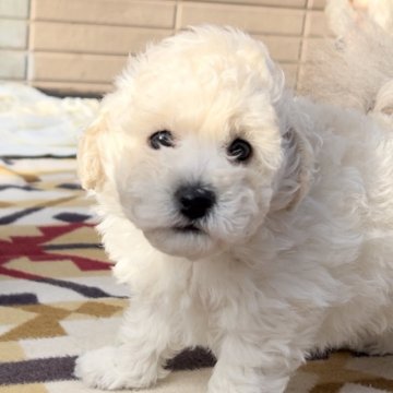 トイプードル(タイニー)【静岡県・女の子・2023年11月29日・ホワイト】の写真「血統表記載　血統優秀な可愛い女の子」