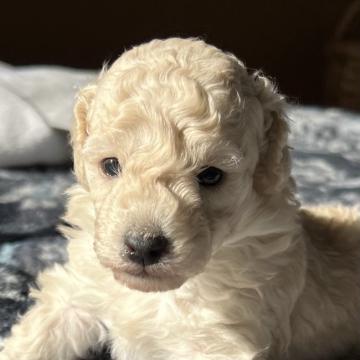 トイプードル(トイ)【静岡県・男の子・2022年9月30日・ホワイト】の写真「優良血統　ホワイトのぼくちゃん　血統表掲載」