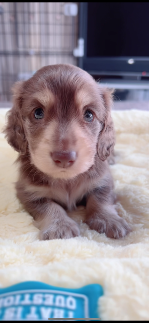 冨成　いしん(とみなり　いしん)ブリーダー(岐阜県・ミニチュアシュナウザーなど・JKC登録)の紹介写真6