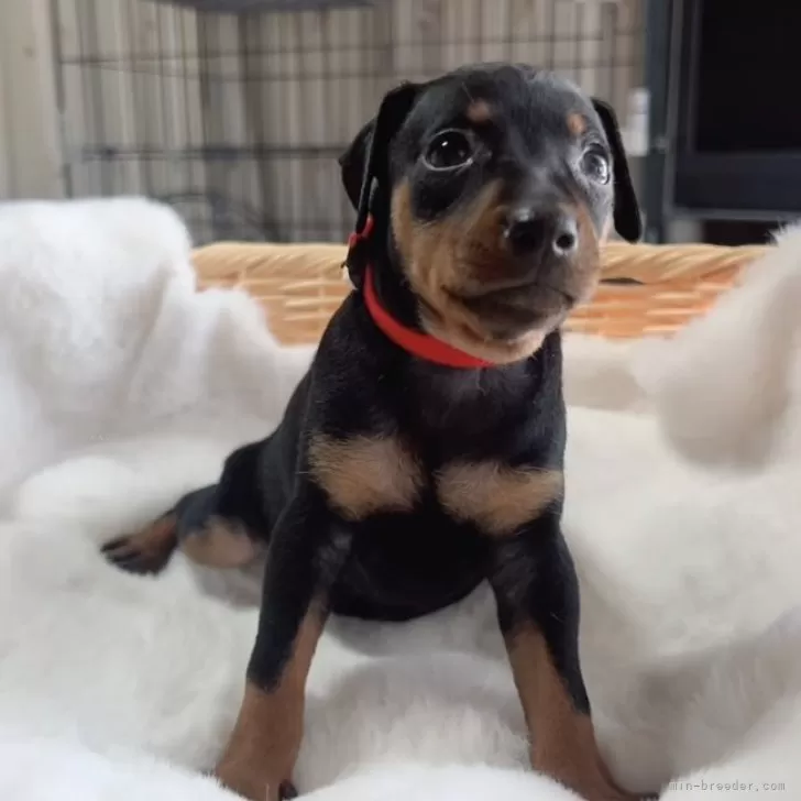 ID:2507-07100の子犬