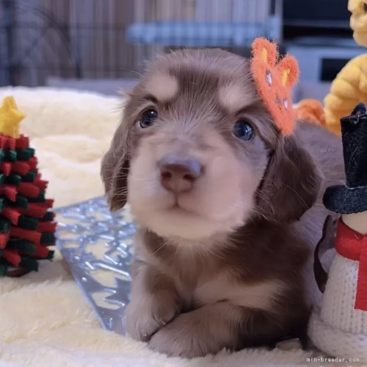 ミニチュアダックスフンド(ロング)【岐阜県・女の子・2025年10月29日・チョコいえ】の写真1