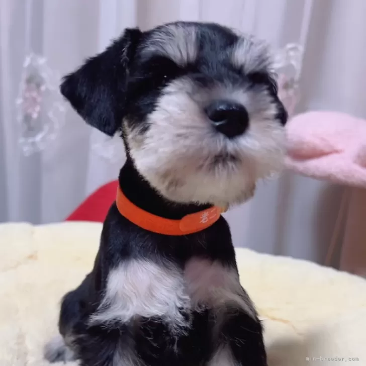 ID：2501-01167の子犬