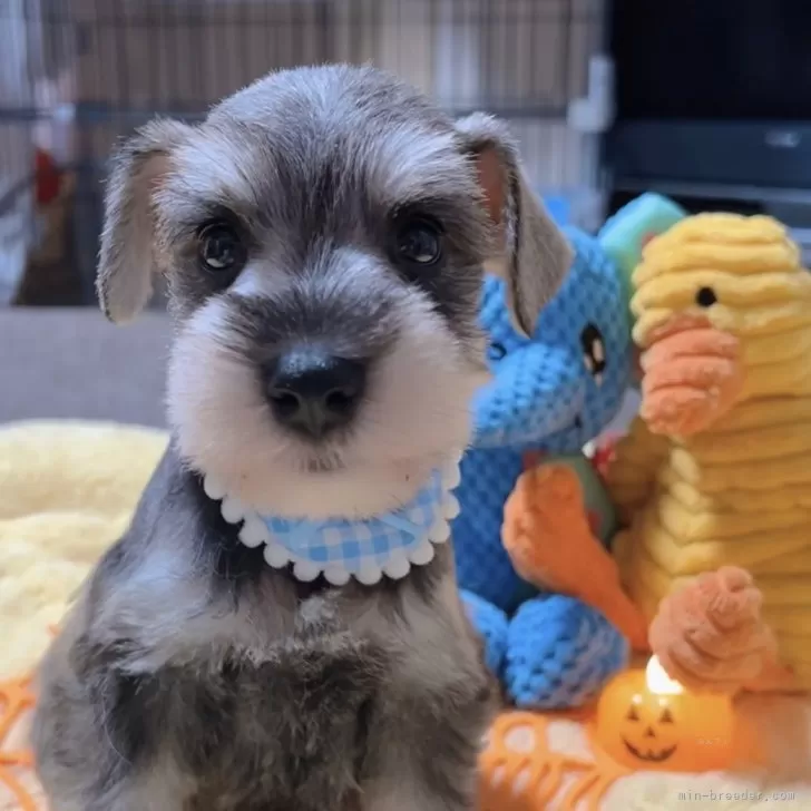 ミニチュアシュナウザー【岐阜県・男の子・2025年9月17日・ソルト&amp;ペッパー】の写真1