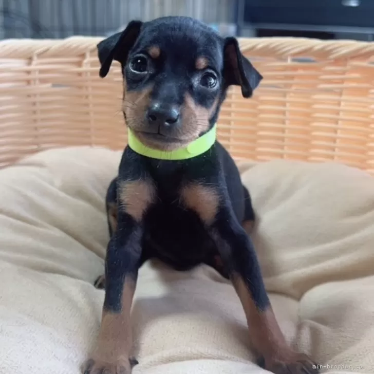 ID:2507-07080の子犬