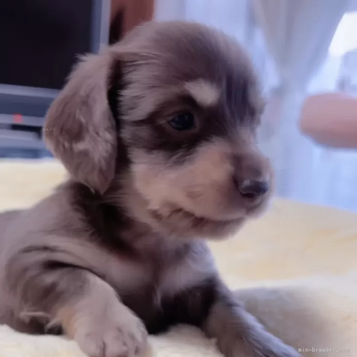ID:2411-02470の子犬