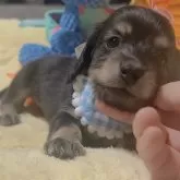 ミニチュアダックスフンド(ロング)【岐阜県・女の子・2025年9月17日・ブラックイエロー】の写真1