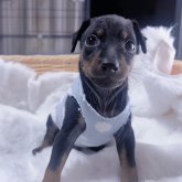 ミニチュアピンシャー