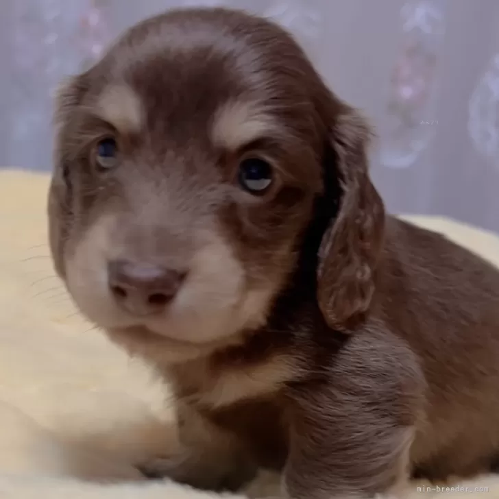 ID：2405-00806の子犬